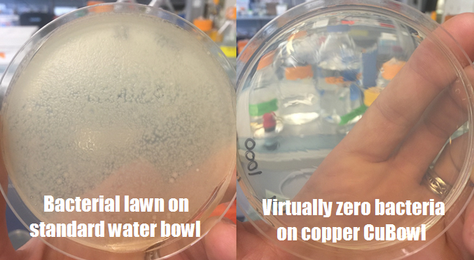 Copper - No Tip Bowls (Water Only)