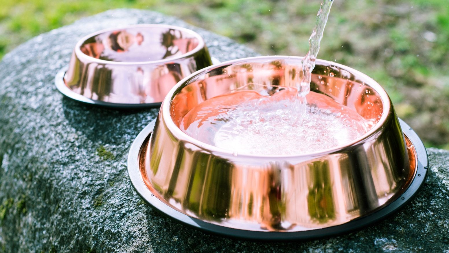 https://www.cubowl.com/cdn/shop/products/waterbowl_2048x@2x.jpg?v=1550161407